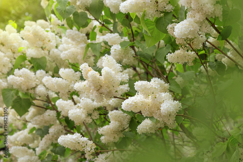 Gentle white lilac flowers under the sunlight. Blossoming bush of lilac. Selective focus.