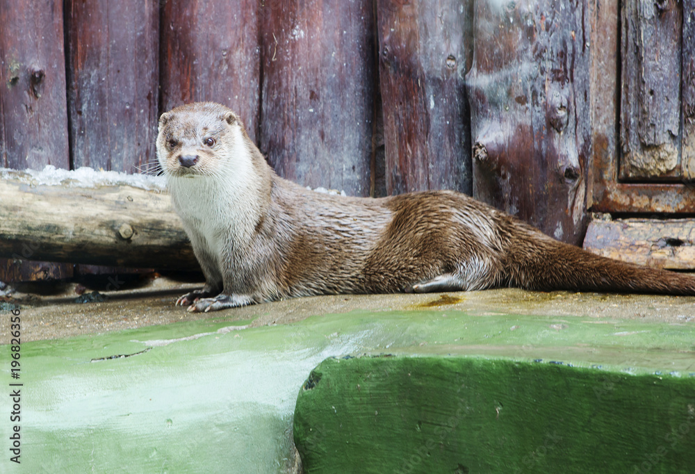 Obraz premium Выдра