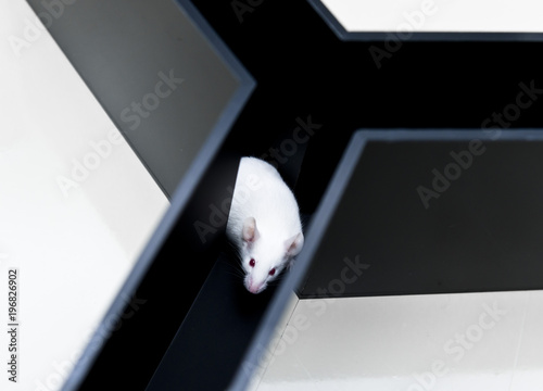 White experimental mouse at Y-maze test for study cognitive ability and behavior pattern. The concept of small animal experiments in laboratory