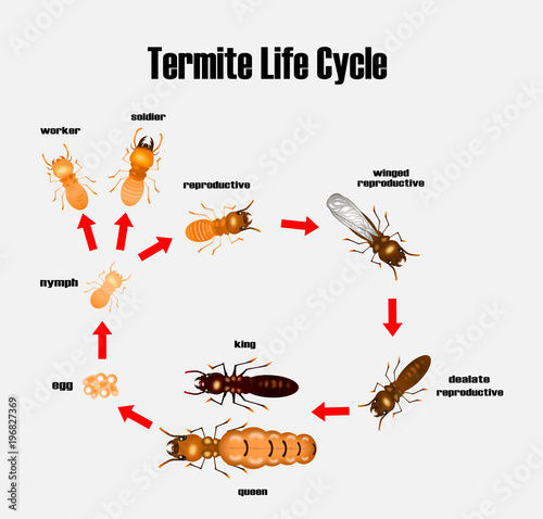 termite life cycle,cartoon style,vector. photo