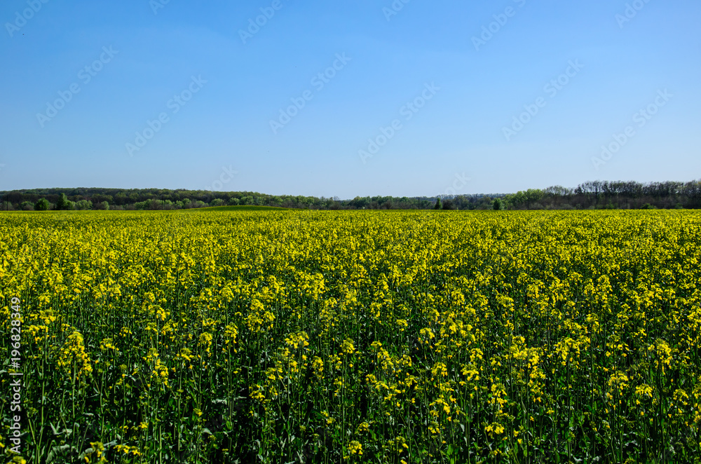 Field of the canola on spring
