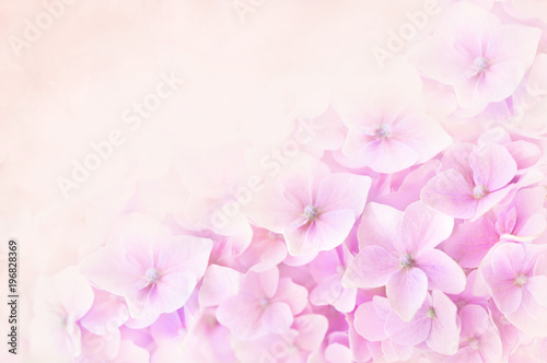 Fototapeta Naklejka Na Ścianę i Meble -  Summer blossoming hydrangea, flower bokeh background, pastel and soft floral card, selective focus