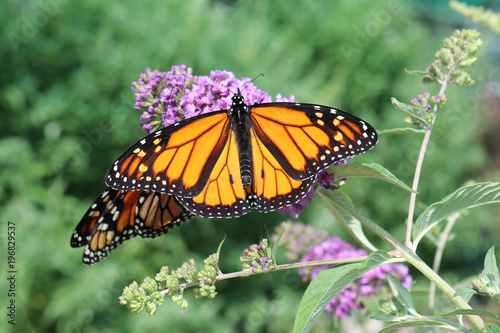 Monarch (Wanderer) Butterflies on a purple flower with shallow depth of field