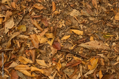 Autumn leaves. Abstract background.