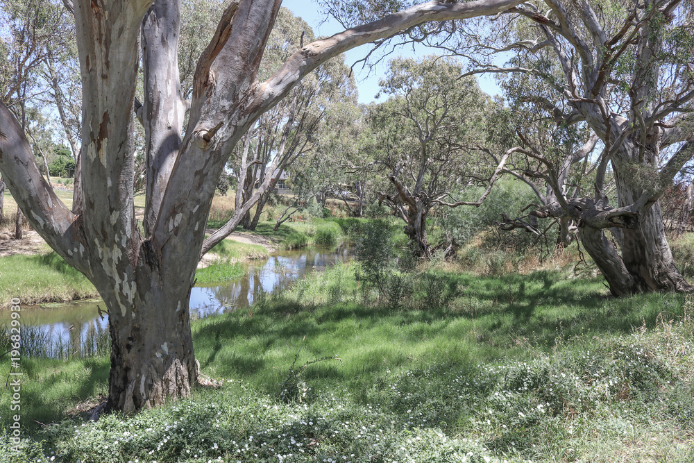 gum trees on the edge of a creek gum trees on the edge of a creek