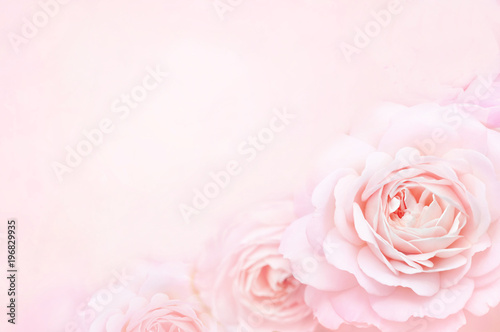 Summer blossoming delicate rose on blooming flowers festive background  pastel and soft bouquet floral card