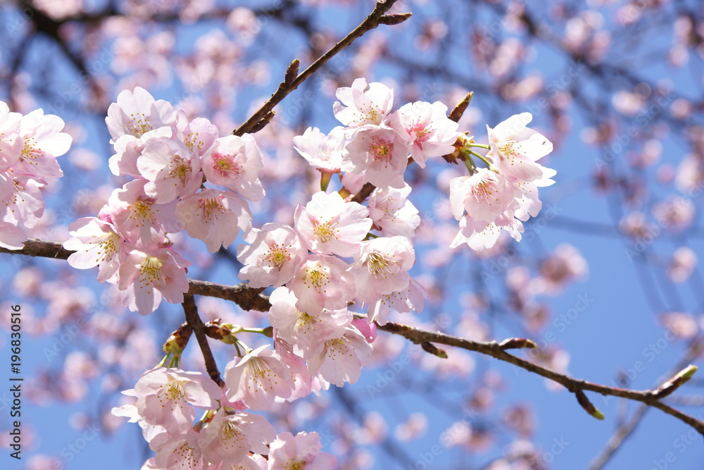 Obraz premium 寒桜