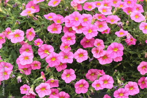 blooming and spent pink calibrachoa flowers in a garden
