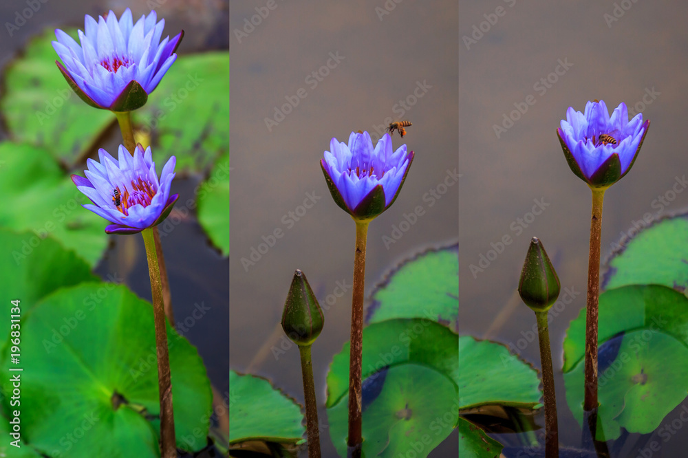 Transporter, Pollination on purple Lotus by bee, water lilly
Transporter, Pollination on purple Lotus by bee, water lilly