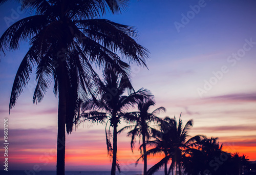 Palm trees sunset golden red blue sky backlight