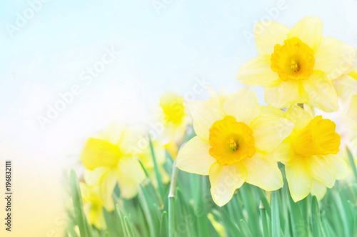 Spring blossoming yellow daffodils in green grass, springtime blooming narcissus (jonquil) flowers, selective focus, shallow DOF