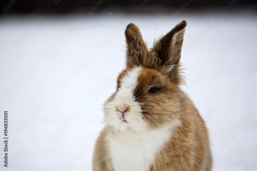 Obraz premium Rabbit in wintertime