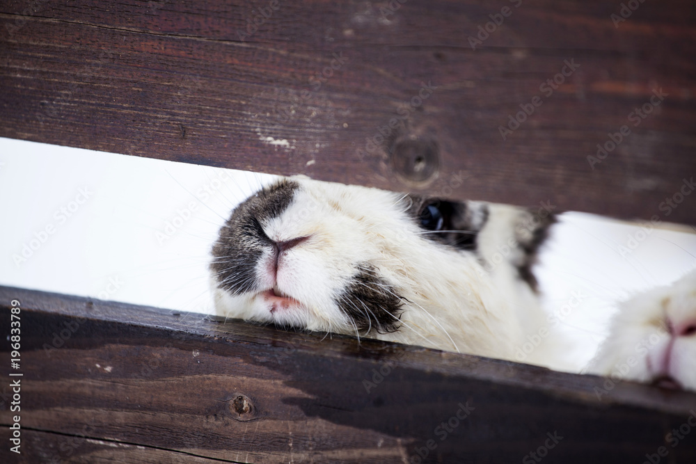 Obraz premium Rabbit in wintertime