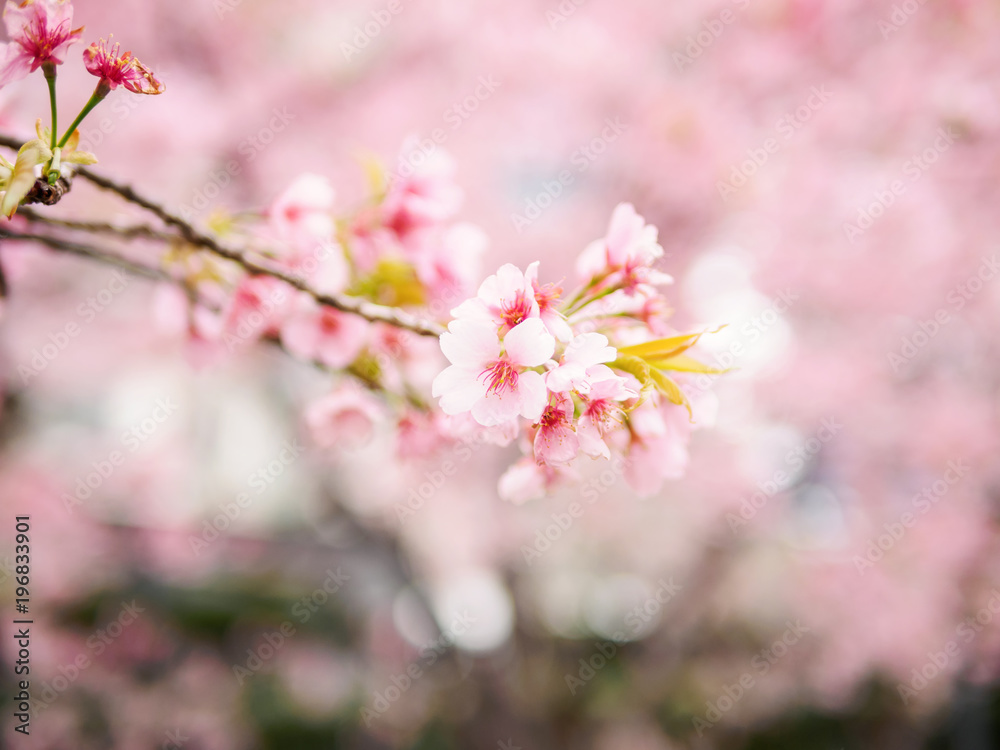 Obraz premium Spring flowers series, Cherry blossom in full bloom on nature background. Cherry flowers in small clusters on a cherry tree branch, fading in to white. Shallow depth of field. Focus on center flowers.