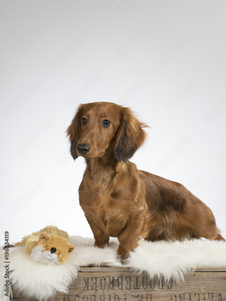 Dachshund portrait. Wiener dog image taken in a studio with white background.