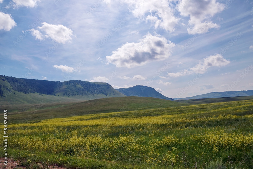 Summer landscape with a blooming yellow flowers of a meadow on the background of wooded mountains. Khakassia is a republic  in the Siberia.