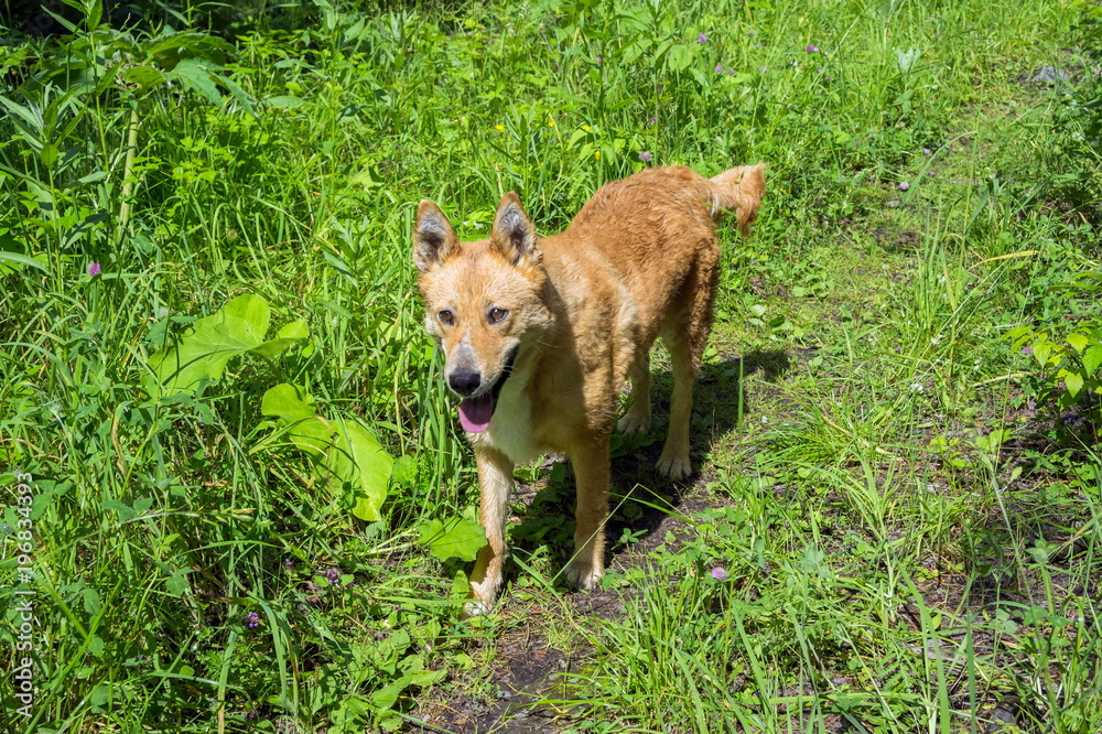 Red-haired husky runs along the path, among the bright green grass, in the summer. Red-haired husky runs along the path, among the bright green grass, in the summer.