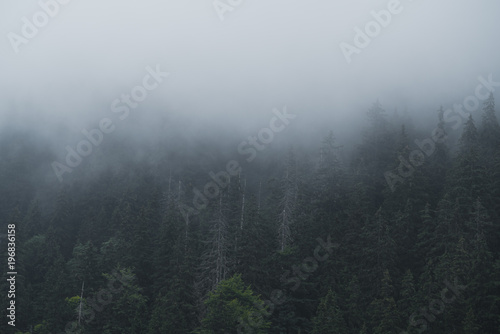Fototapeta Naklejka Na Ścianę i Meble -  Moody forest in a summer morning, I was hiking to the Balea waterfall when I saw this beautiful valley covered with clouds.