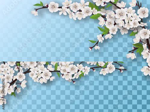 Set of spring blooming fruit tree branches. White flowers and green leaves on a branch. Element for a spring greeting card. Isolated on a transparent background.