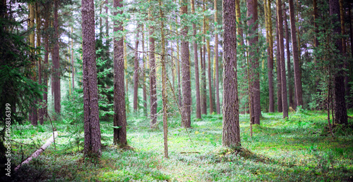 Fototapeta Naklejka Na Ścianę i Meble -  Wild trees in forest