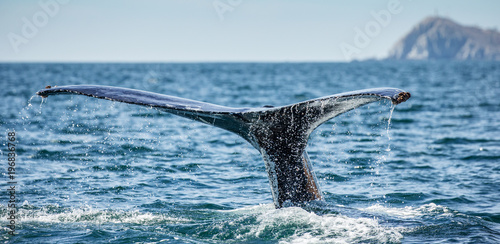 Tail of the humpback whale. Mexico. Sea of Cortez. California Peninsula . An excellent illustration. © gudkovandrey