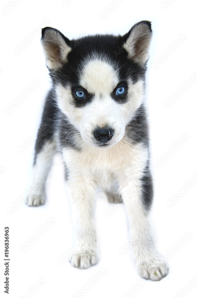 siberian husky puppy