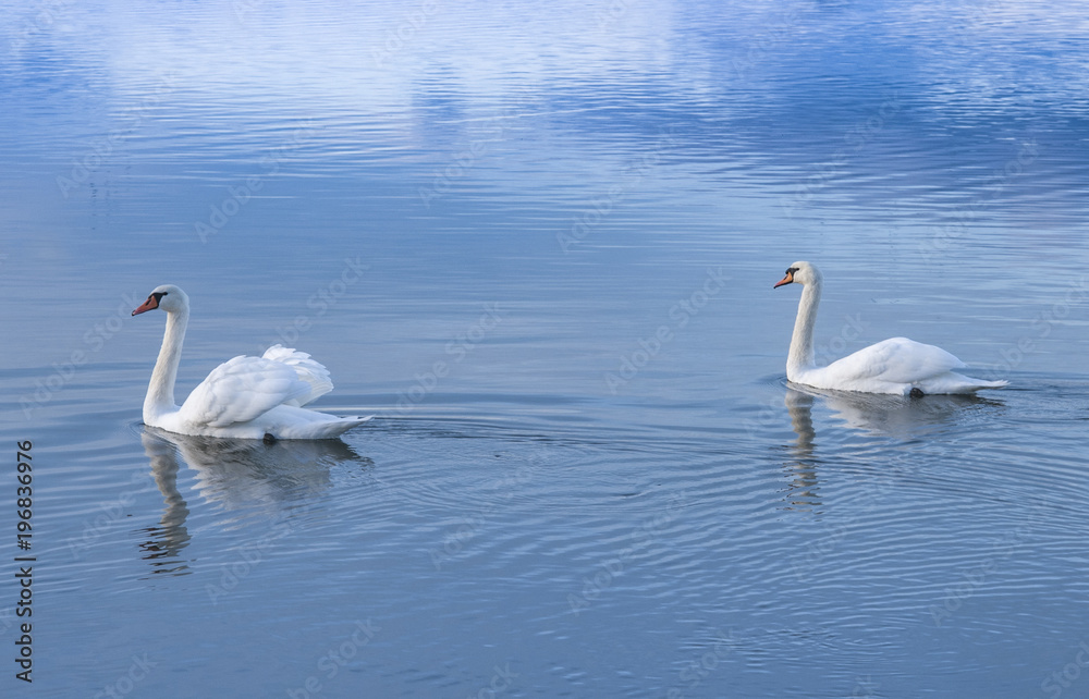 two white swans