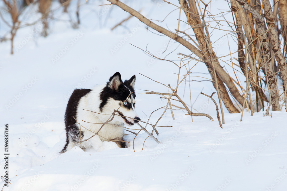 A girl with long red hair plays with a Yakut husky in a snow park.