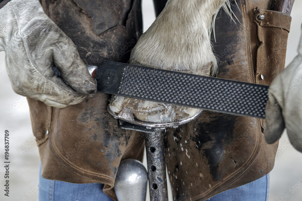 Fototapeta premium Poniendo herradura a un caballo. Limando pezuña de la pared del casco
