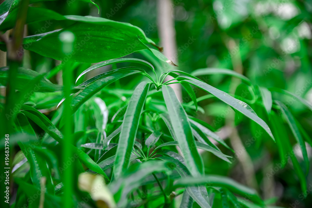 観葉植物 観葉植物