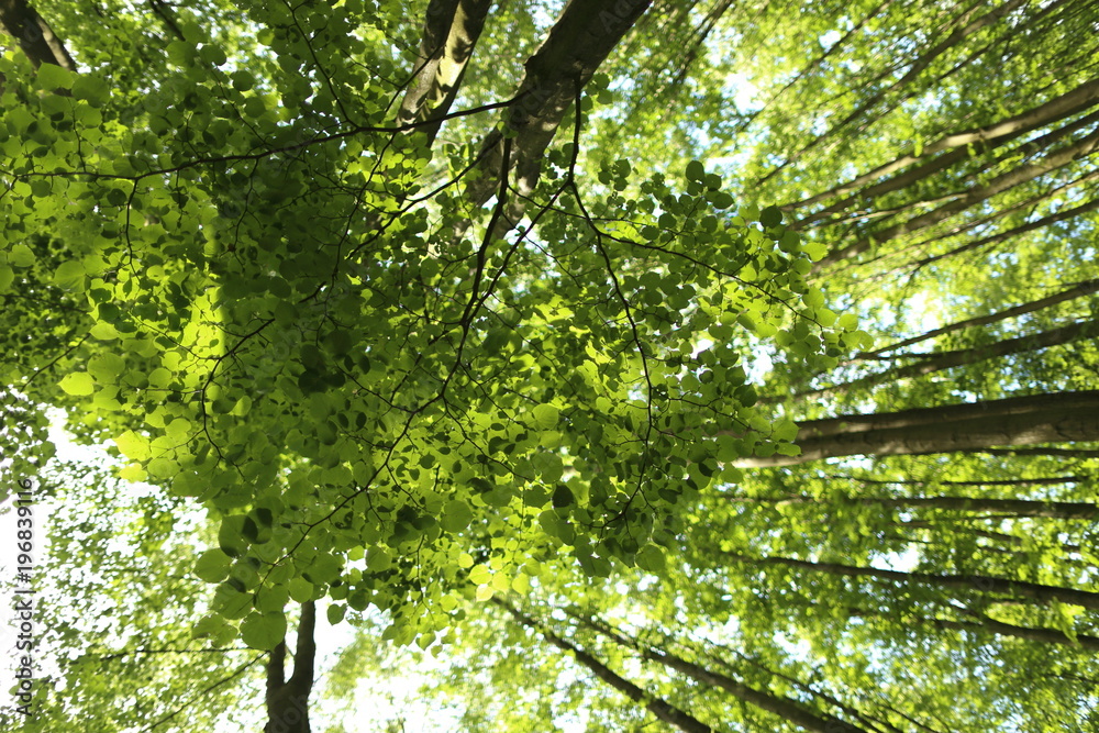 Naklejka premium Green forest with lush leaves in sumer