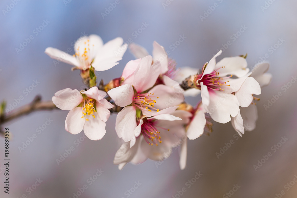 almonds flowers branch sky branches clouds background almonds flowers branch sky branches clouds background