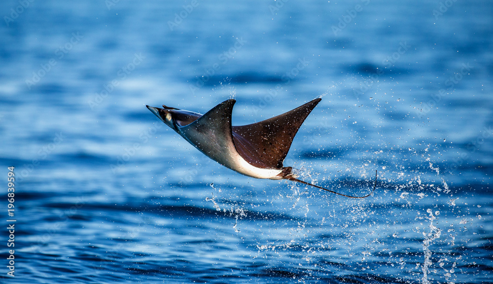 Fototapeta premium Mobula ray is jumps out of the water. Mexico. Sea of Cortez. California Peninsula . 
