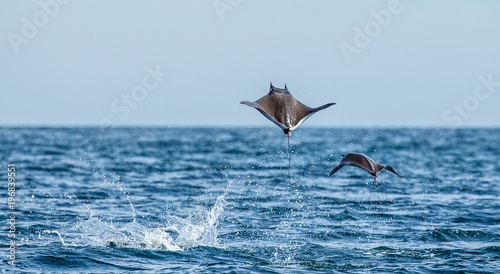 Mobula rays are jumps out of the water. Mexico. Sea of Cortez. California Peninsula .