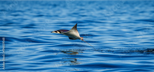 Mobula ray is jumps out of the water. Mexico. Sea of Cortez. California Peninsula . 
