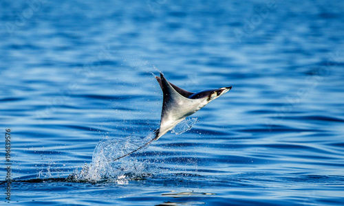 Mobula ray is jumps out of the water. Mexico. Sea of Cortez. California Peninsula . 