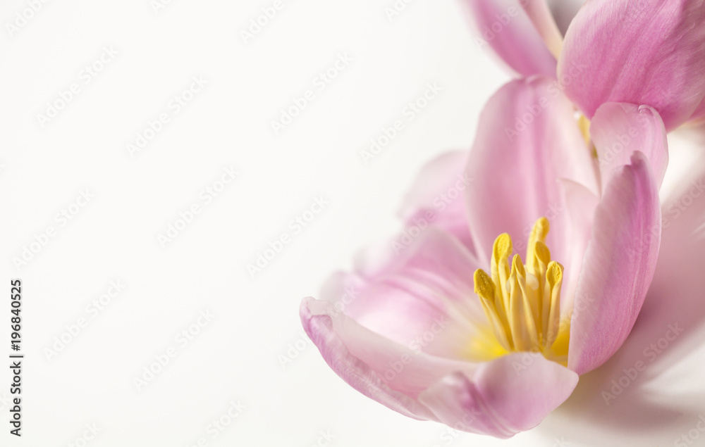 Rosa Tulpen (Tulipa) - freigestellte Blüten für den Wellnessbereich und als Ostergruß