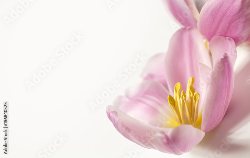 Fototapeta Naklejka Na Ścianę i Meble -  Rosa Tulpen (Tulipa) - freigestellte Blüten für den Wellnessbereich und als Ostergruß