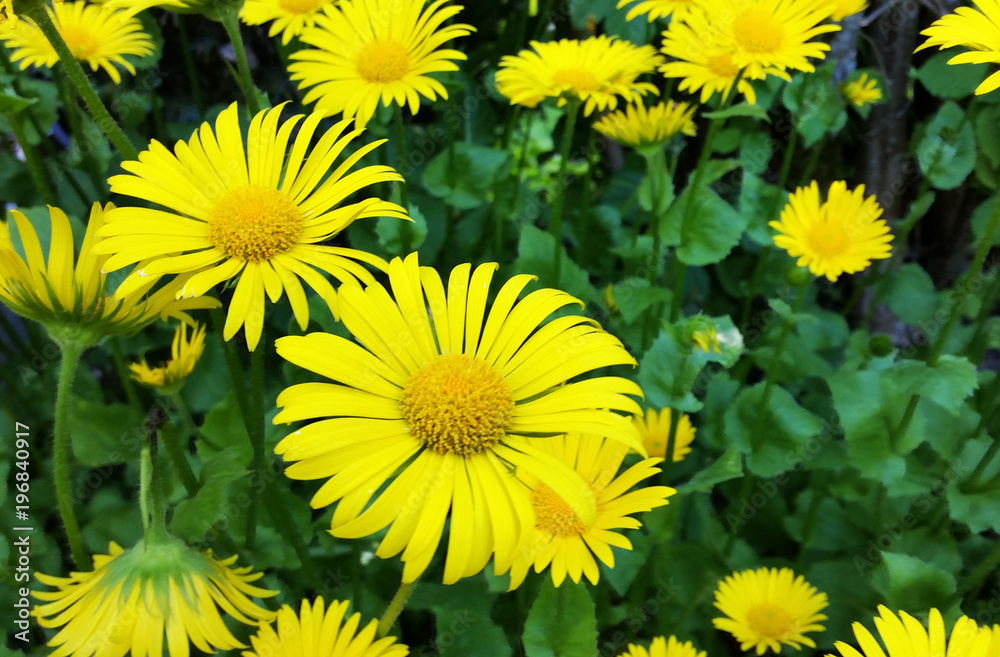 floraison de fleurs jaune marguerite floraison de fleurs jaune marguerite