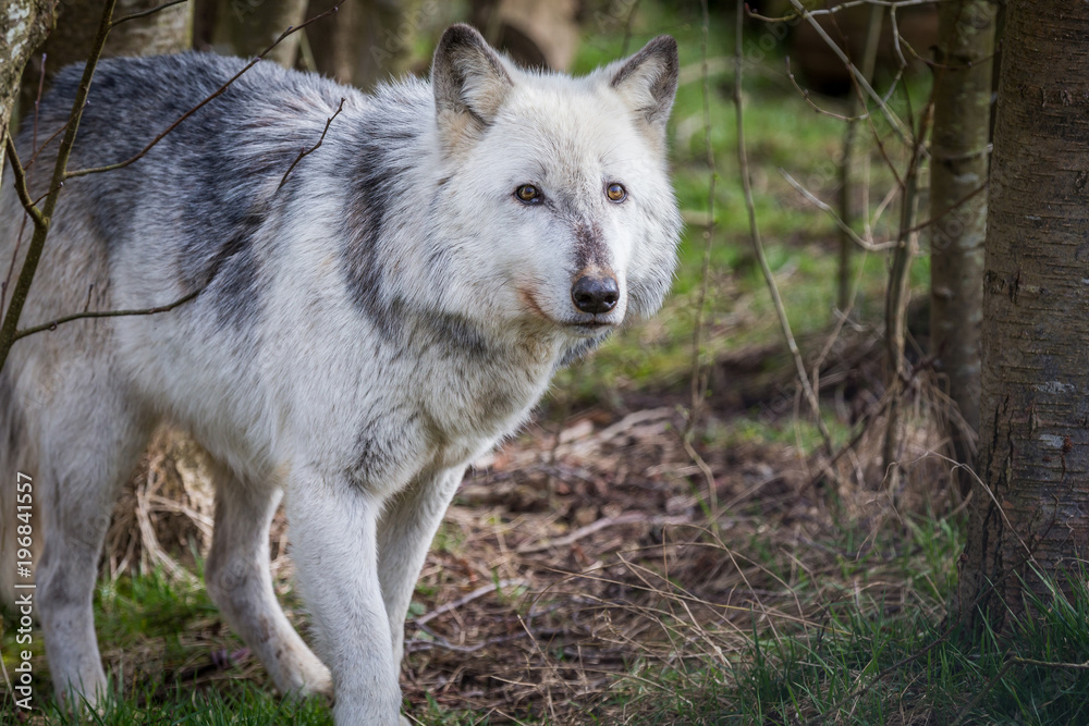 Wolf In Woodland Wolf In Woodland