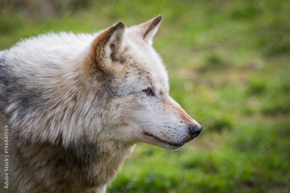 Wolf In Woodland