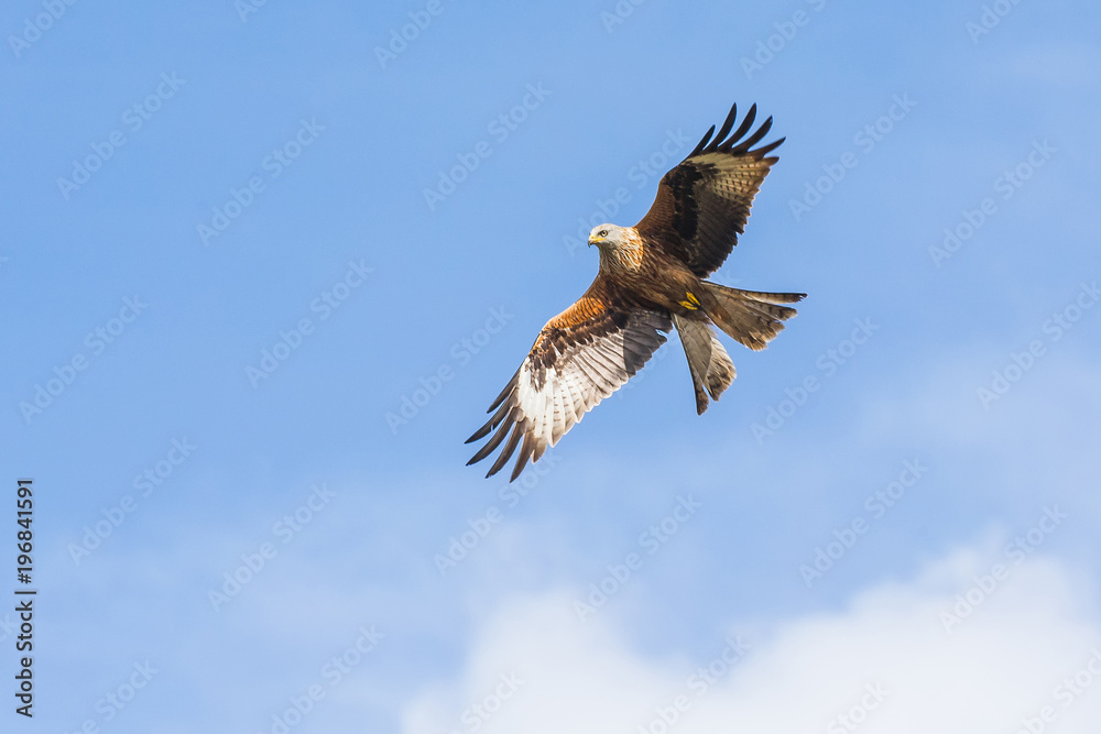 Obraz premium Red Kite