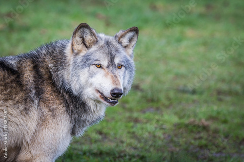 Wolf In Woodland