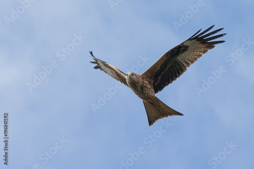 Red Kite