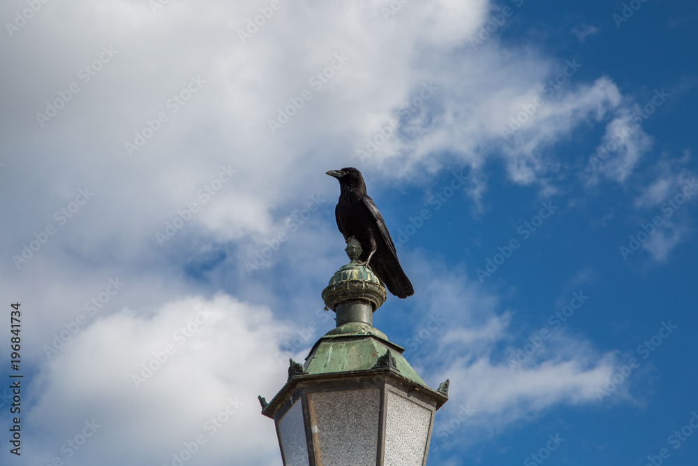 Fototapeta premium Raven also sits lantern