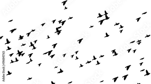 Flying birds
