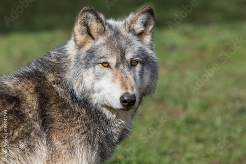 Wolf In Woodland © www.karlredshaw.com