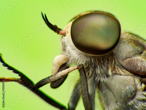 close up Horsefly, Tabanidae insect hunter