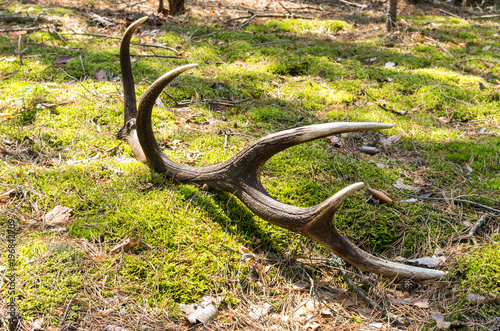The demolished antler. Marriage period.