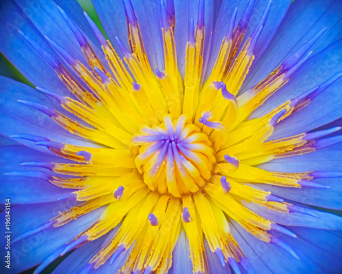 Beautiful of super macro or close-up photo lotus flower  purple or violet mixed pink and yellow color  as nature background or texture pattern wallpaper.